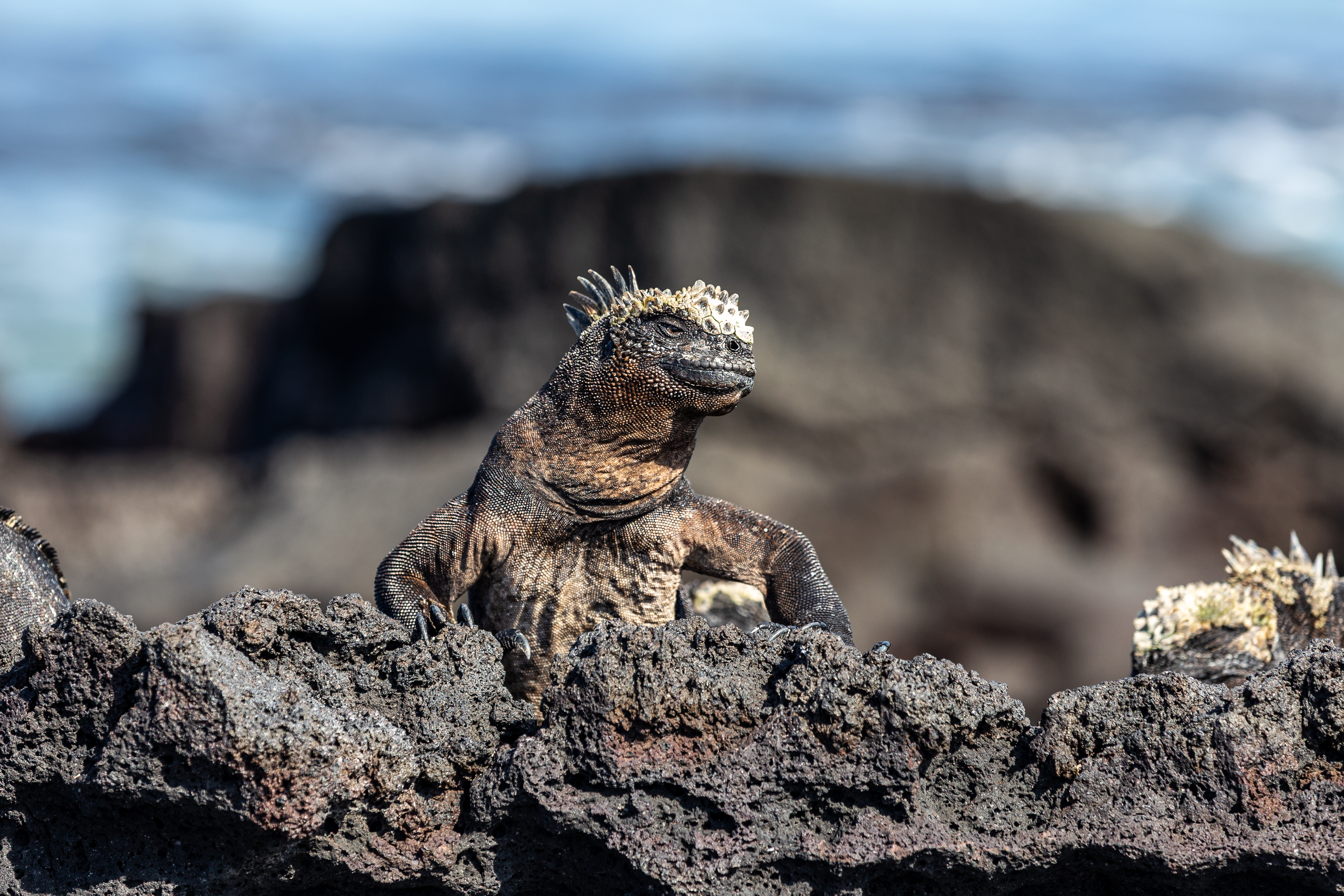 Marine iguana perched on black lava rock with blurred ocean behind it